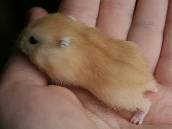 Fotsy dzhungarian hamster (31 sary): endri-peo amin'ny fitondran-tena-Jungarikov, fitsipika momba ny atiny 11711_10