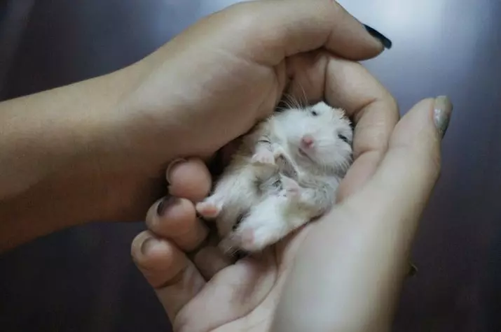 Hamster i bardhë Dzhungarian (31 foto): Karakteristikat e sjelljes së hamsters-Jungarikov, rregullat e përmbajtjes së tyre 11711_11