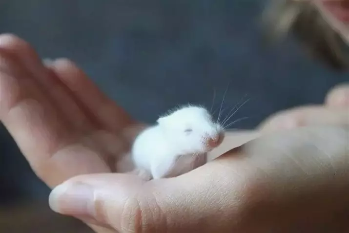 Hamster i bardhë Dzhungarian (31 foto): Karakteristikat e sjelljes së hamsters-Jungarikov, rregullat e përmbajtjes së tyre 11711_2