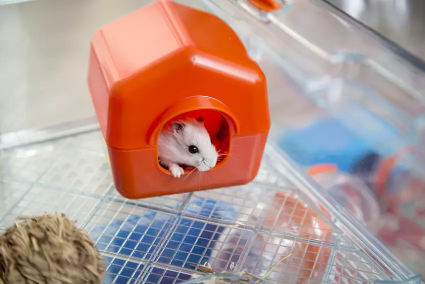 White Dzhungarian Hamster (Zithunzi 31) 11711_20