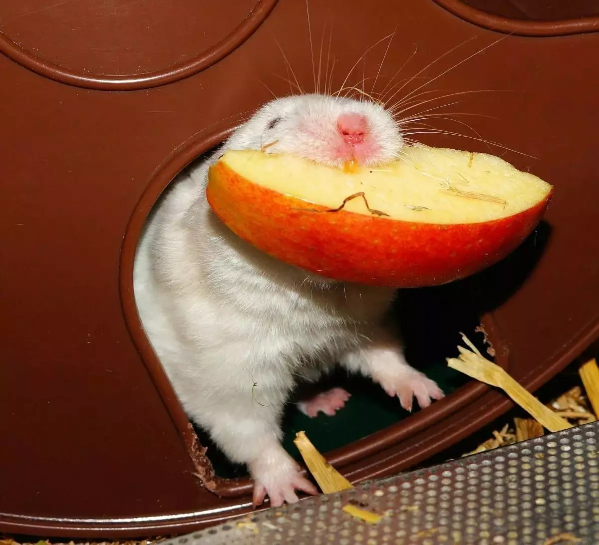 თეთრი Dzhungarian Hamster (31 ფოტო): Hamsters-Jungarikov- ის ქცევითი თვისებები, მათი შინაარსის წესები 11711_27