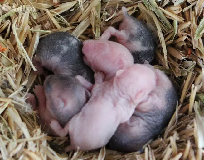 Branco Dzhungarian Hamster (31 fotos): Características comportamentais dos hamsters-Jungarikov, regras de seu conteúdo 11711_29