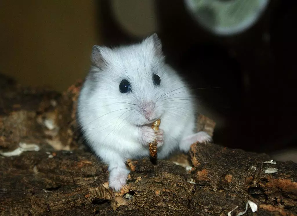 Biały Dzhungarian Hamster (31 zdjęcia): behawioralne cechy chomików-jungarikov, zasady ich treści 11711_3
