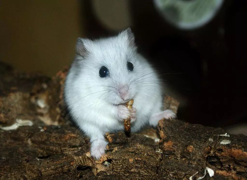 White Dzhungarian Hamster (31 사진) : 햄스터 - jungarikov의 행동 기능, 내용 규칙 11711_3