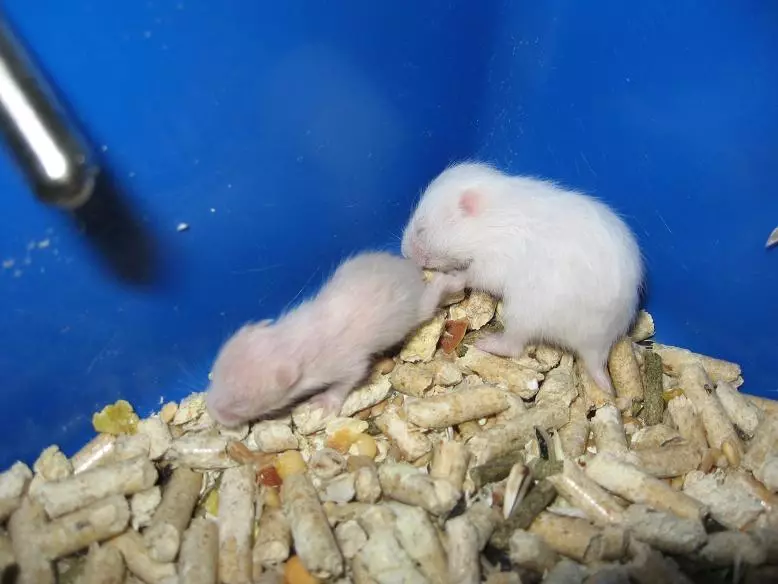 White Dzhungaian Hamster (31 foto): atụmatụ omume nke Hamters-Langakov, iwu nke ọdịnaya ha 11711_30