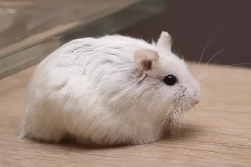 თეთრი Dzhungarian Hamster (31 ფოტო): Hamsters-Jungarikov- ის ქცევითი თვისებები, მათი შინაარსის წესები 11711_4