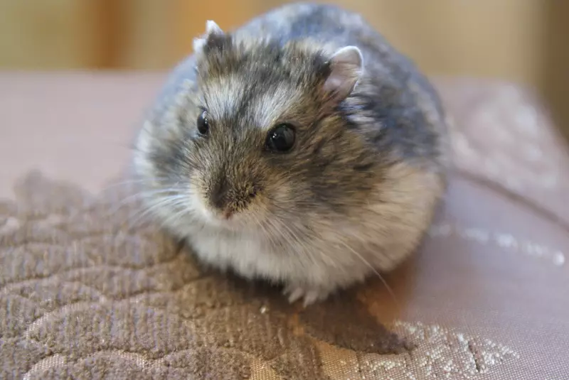 Wit Dzhungarian hamster (31 foto's): gedrag kenmerke van hamsters-jungarikov, reëls van die inhoud daarvan 11711_7