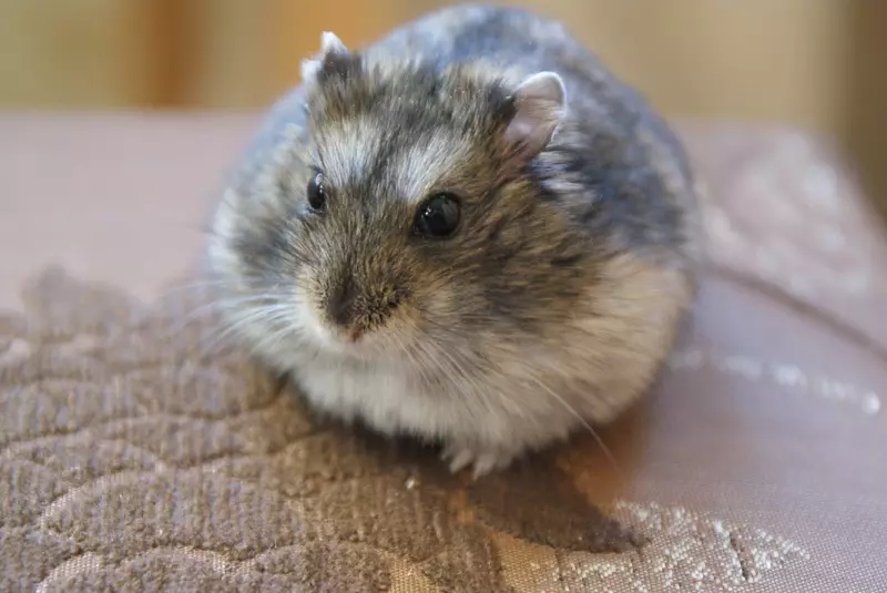 White Dzhungarian Hamster (31 billeder): adfærdsmæssige funktioner i Hamsters-Jungarikov, regler for deres indhold 11711_7