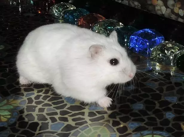 White Dzhungarian Hamster (31 şəkil): hamsters-jungarikov davranış xüsusiyyətləri, onların məzmun qaydaları 11711_9