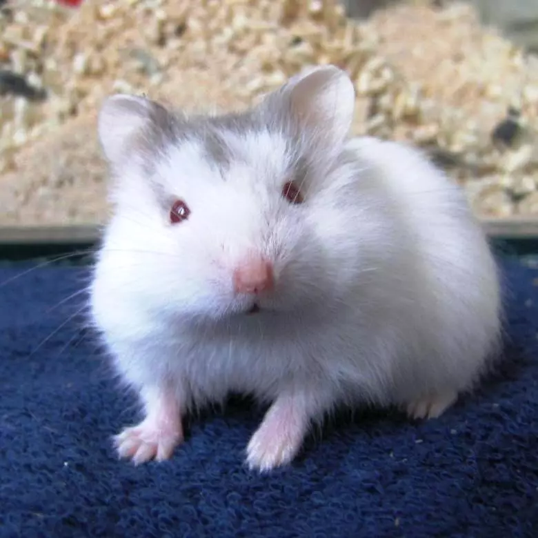 Hamster Campbell (zithunzi 31): kubereka zomwe zili. Ndi hamsters angati ndi momwe angawadyetse? Momwe mungasankhire khola? Momwe mungadziwire pansi? 11712_10