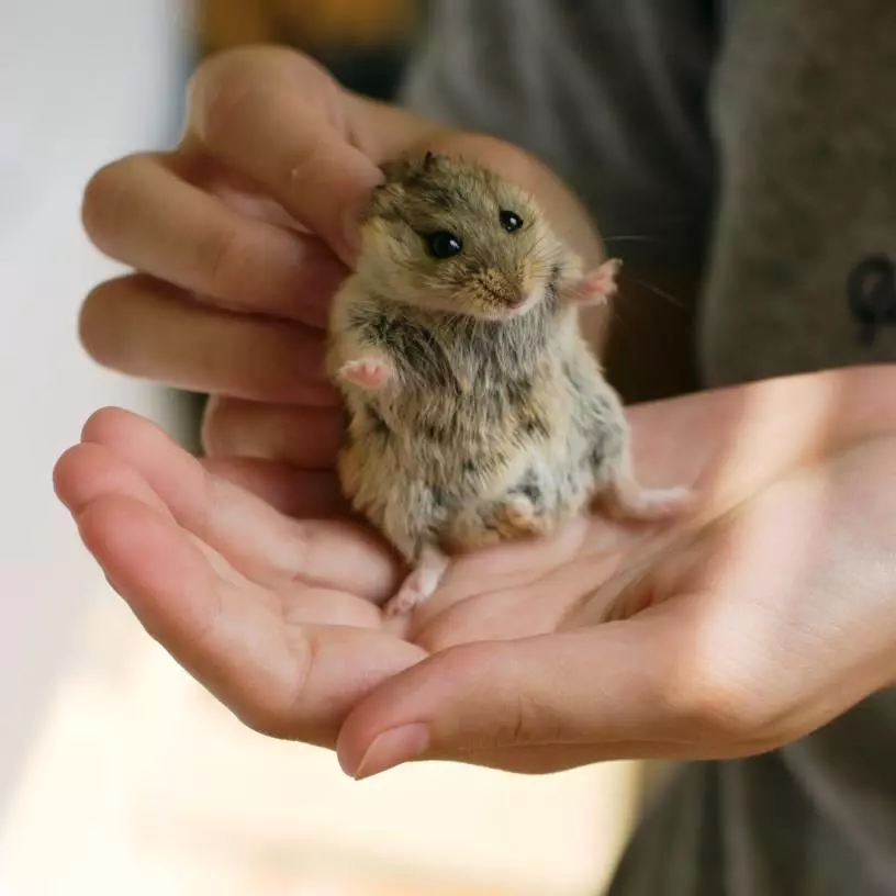 Hamster Campbell (31 foto): Konten dan perawatan berkembang biak. Berapa banyak hamster yang hidup dan bagaimana memberi mereka makan? Bagaimana cara mengambil kandang? Bagaimana cara menentukan lantai? 11712_13