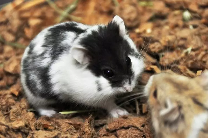 Hamster Campbell (31 فوٹو): نسل کا مواد اور دیکھ بھال. کتنے hamsters رہتے ہیں اور ان کو کھانا کھلانا کس طرح؟ ایک پنجرا اٹھاؤ؟ فرش کا تعین کیسے کریں؟ 11712_15