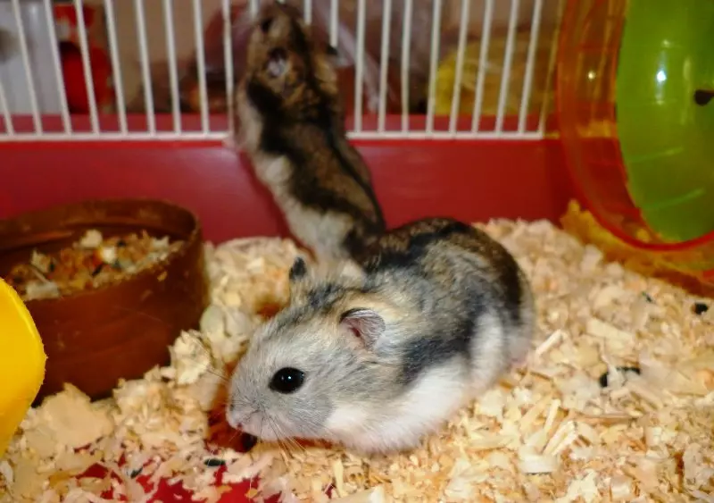 Hamster Samplell (awọn fọto 31): Awọn akoonu ajọbi ati itọju. Melo ni HAMSSTERS ṣe n gbe ati bi o ṣe le ifunni wọn? Bawo ni lati mu agọ ẹyẹ kan? Bawo ni lati pinnu pakà? 11712_18