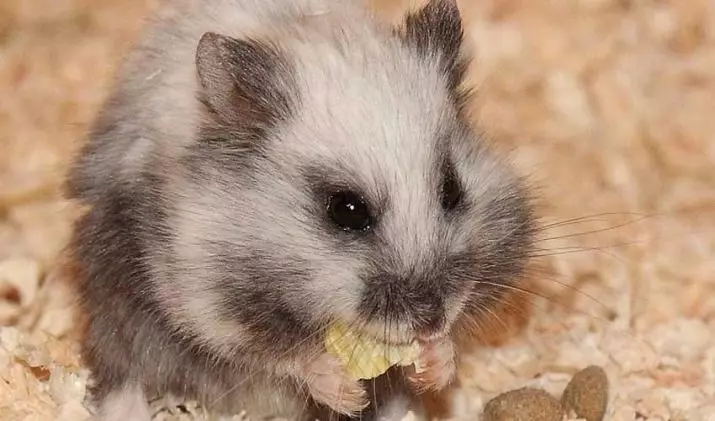 Hamster Campbell (31 عکس): محتوای نژاد و مراقبت. چگونه بسیاری از همسترها زندگی می کنند و چگونه آنها را تغذیه می کنند؟ چگونه یک قفس را انتخاب کنید؟ چگونه طبقه را تعیین کنیم؟ 11712_2