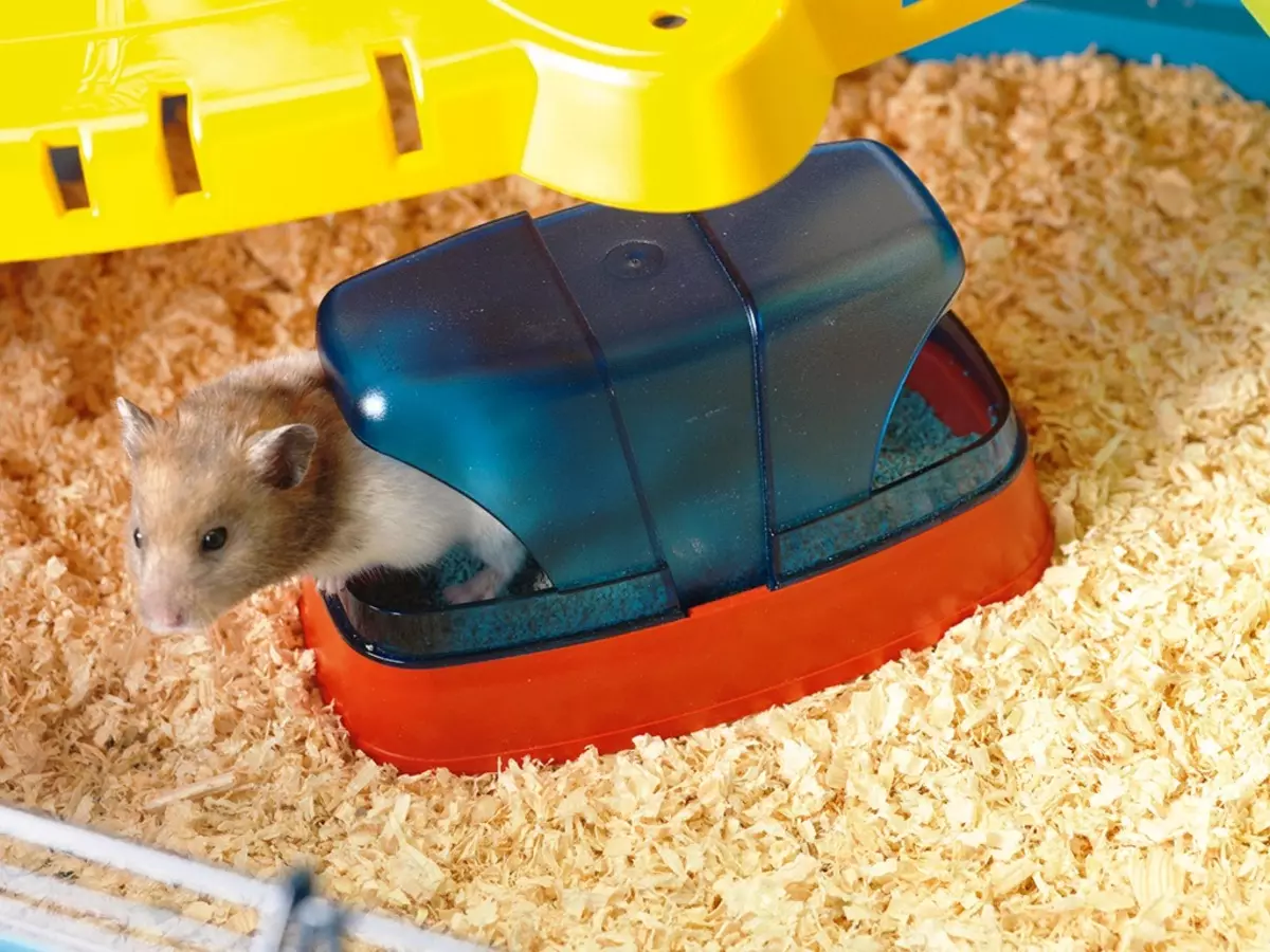 Hamster Campbell (31 Grianghraif): Ábhar agus cúram a phórú. Cé mhéad hamsters a bhfuil cónaí orthu agus conas iad a bheathú? Conas Cage a Phiocadh suas? Conas an t-urlár a chinneadh? 11712_21