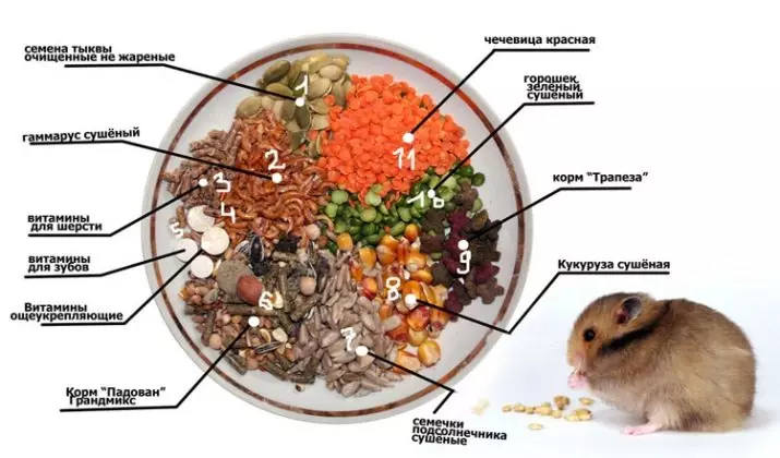 Hamster Campbell (31 myndir): Breed efni og umönnun. Hversu margir hamstur lifa og hvernig á að fæða þá? Hvernig á að taka upp búr? Hvernig á að ákvarða gólfið? 11712_22