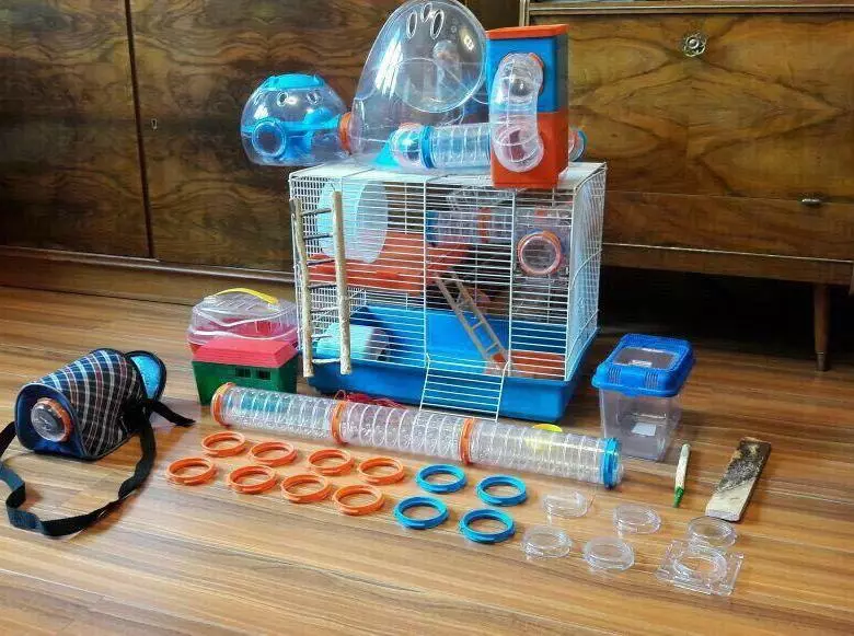 Hamster Campbell (31 şəkil): cins məzmunu və qayğı. Neçə hamsters yaşamaq və onların qidalandırmaq üçün? Necə bir qəfəs almaq üçün necə? Necə mərtəbə müəyyən etmək üçün? 11712_28