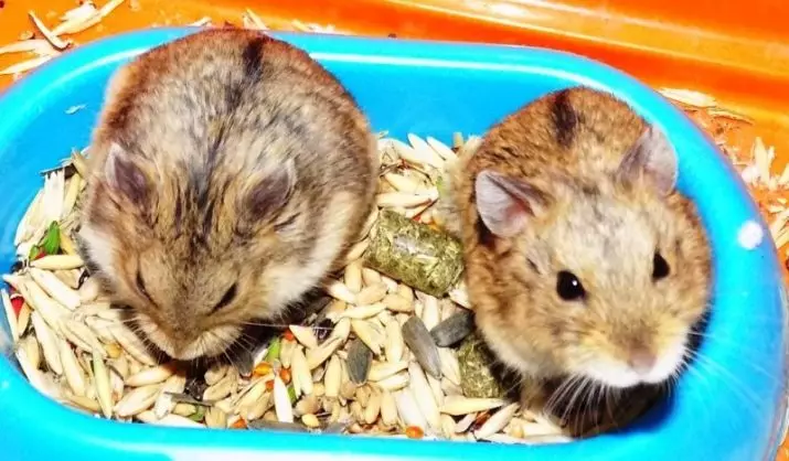 Hamster Campbell (31 ຮູບພາບ): ການລ້ຽງສັດແລະການດູແລ. hamsters ມີອາໃສຫຼາຍປານໃດແລະວິທີການລ້ຽງພວກເຂົາ? ວິທີການເອົາ cage ໄດ້? ວິທີການກໍານົດພື້ນເຮືອນ? 11712_29