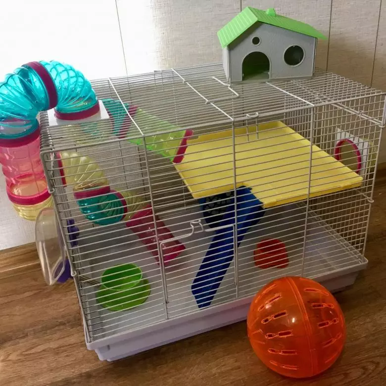 Hamster Campbell (31 Fotos): Zuchtgehalt und Pflege. Wie viele Hamster leben und wie man sie füttert? Wie holst du einen Käfig auf? Wie erstellt man den Boden? 11712_3