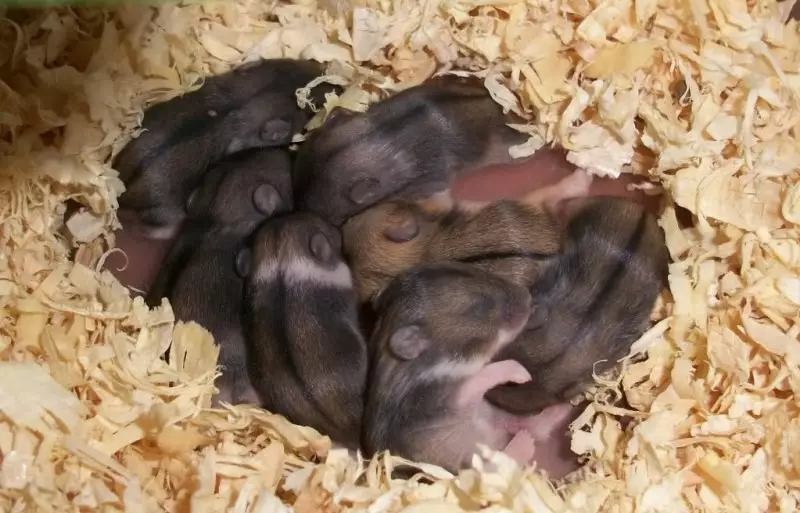 Hamster campbell (31 gambar): membiak kandungan dan penjagaan. Berapa banyak hamster hidup dan bagaimana untuk memberi makan kepada mereka? Bagaimana untuk mengambil sangkar? Bagaimana untuk menentukan lantai? 11712_31