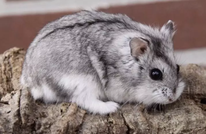 Hamster Campbell (31 photos): Contenu et soin de la race. Combien de hamsters vivent et comment les nourrir? Comment ramasser une cage? Comment déterminer le sol? 11712_5