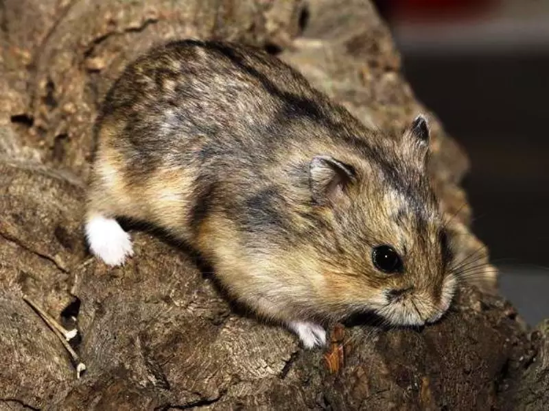 Hamster Campbell (31 photos): Contenu et soin de la race. Combien de hamsters vivent et comment les nourrir? Comment ramasser une cage? Comment déterminer le sol? 11712_6