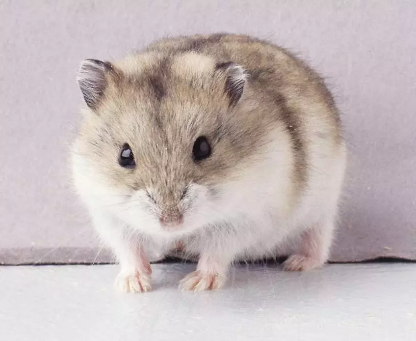 Hamster Campbell (31 foto): Konten dan perawatan berkembang biak. Berapa banyak hamster yang hidup dan bagaimana memberi mereka makan? Bagaimana cara mengambil kandang? Bagaimana cara menentukan lantai? 11712_7