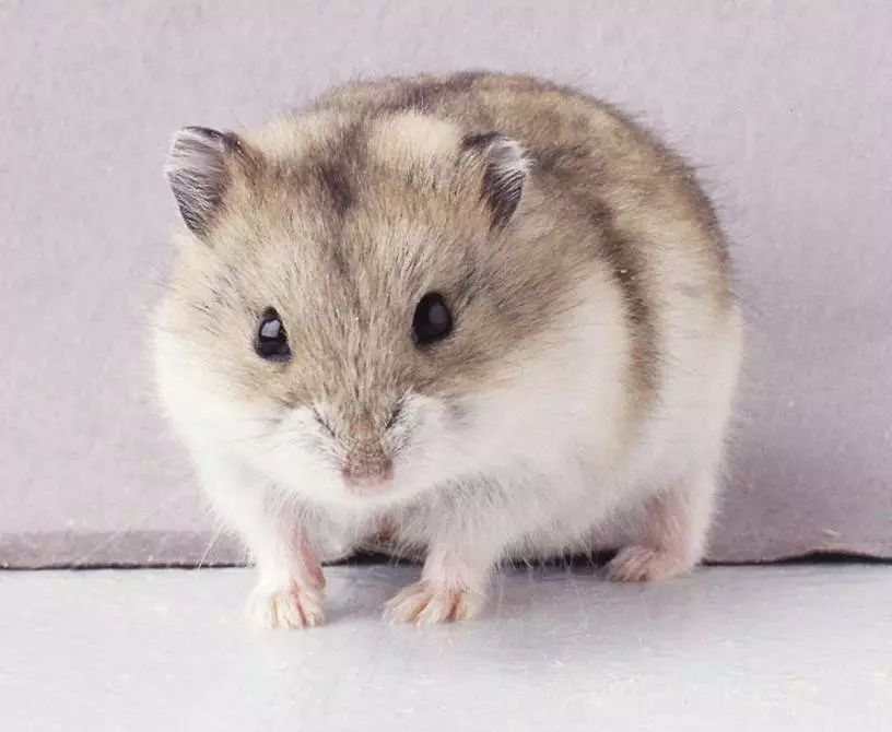 Hamster Campbell (31 عکس): محتوای نژاد و مراقبت. چگونه بسیاری از همسترها زندگی می کنند و چگونه آنها را تغذیه می کنند؟ چگونه یک قفس را انتخاب کنید؟ چگونه طبقه را تعیین کنیم؟ 11712_7