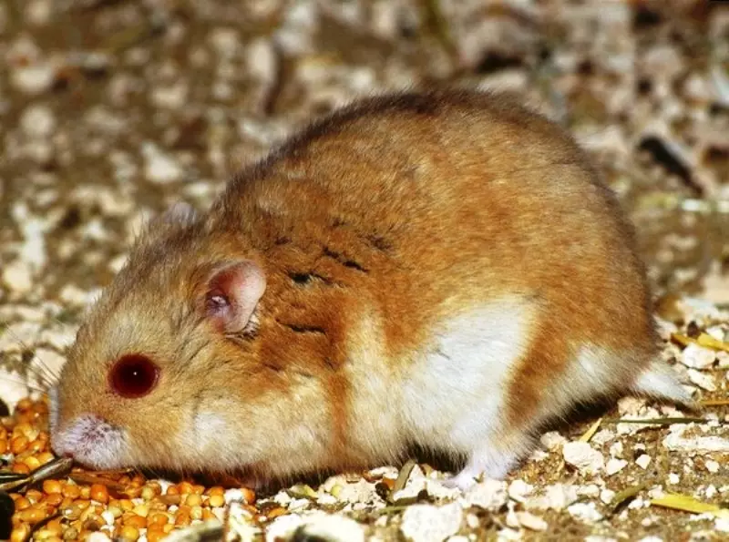 Hamster Campbell (31 فوٹو): نسل کا مواد اور دیکھ بھال. کتنے hamsters رہتے ہیں اور ان کو کھانا کھلانا کس طرح؟ ایک پنجرا اٹھاؤ؟ فرش کا تعین کیسے کریں؟ 11712_9