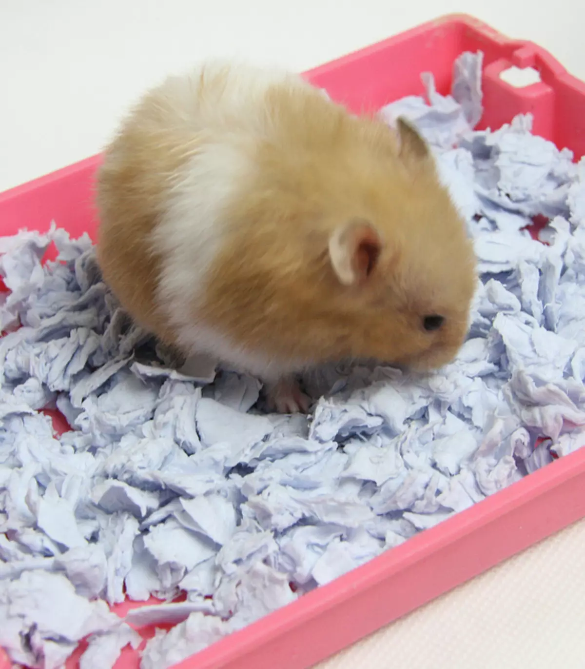 Pilarian kanggo Hamsters: Fitur litters ti sawdust, flax sareng bahan sanés. Ciri eusian jari pikeun sél 11715_19