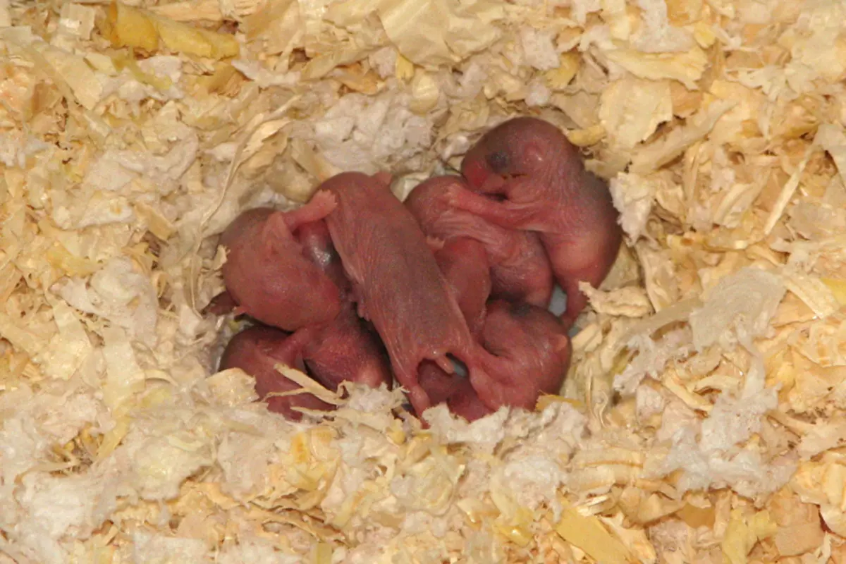 Хомячка рожает. Новорожденные джунгарские хомячки. Новорожденные хомячки джунгарики. Хомячата джунгарских хомяков. Новорожденные джунгарские хомяки фото.