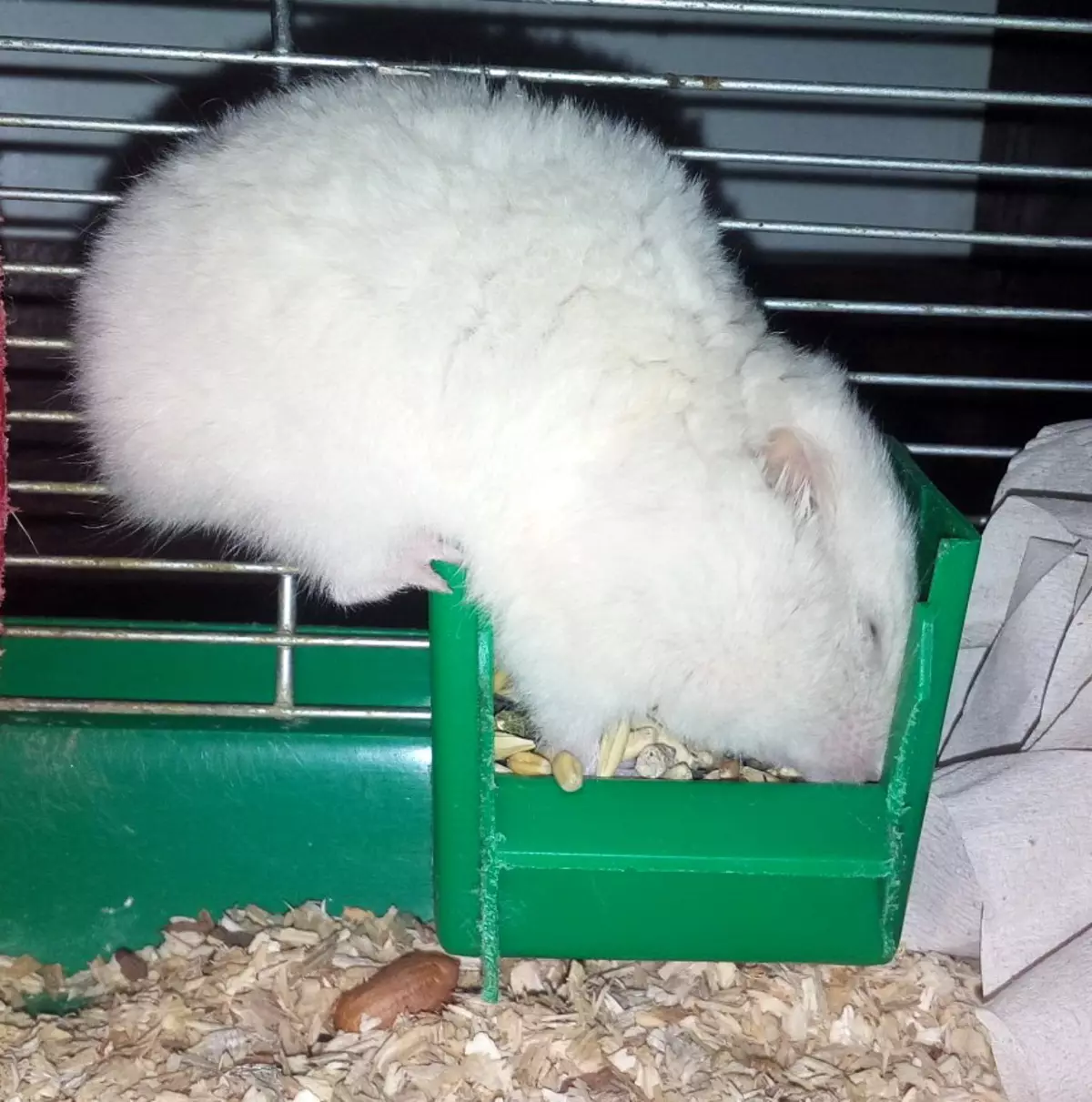 Ak hamster (25 surat): Albinollaryň gyzyl gözli albinollaryň aýratynlyklary. Ak hamsterleriň tohumy näme? 11720_11