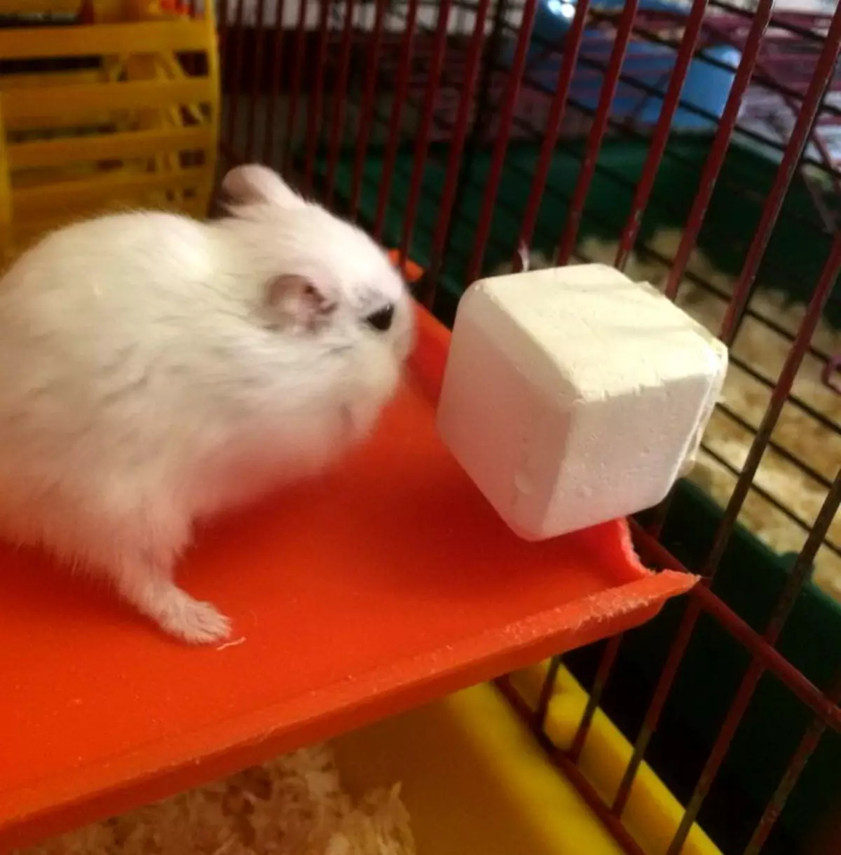 White Hamster (25 ata): foliga o albinos hamsters ma mumu mata. O a ni ituaiga o fluffy paʻepaʻe hamsters? 11720_12