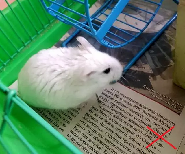 White Hamster (25 ata): foliga o albinos hamsters ma mumu mata. O a ni ituaiga o fluffy paʻepaʻe hamsters? 11720_14