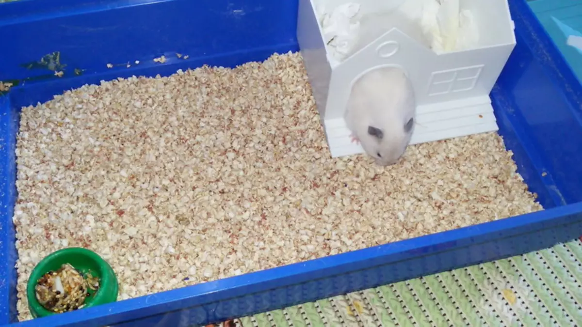 White Hamster (25 ata): foliga o albinos hamsters ma mumu mata. O a ni ituaiga o fluffy paʻepaʻe hamsters? 11720_17