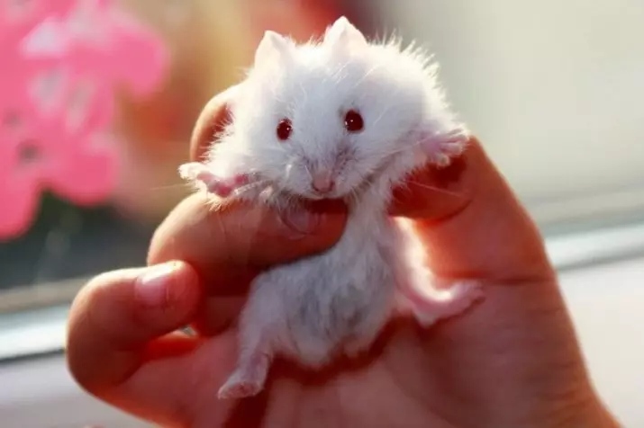 Ak hamster (25 surat): Albinollaryň gyzyl gözli albinollaryň aýratynlyklary. Ak hamsterleriň tohumy näme? 11720_2