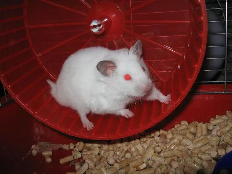 White Hamster (25 сүрөт): Альбинос штатындагы кызыл көзү бар. Whitfy White Hamster тукумдары кандай? 11720_20