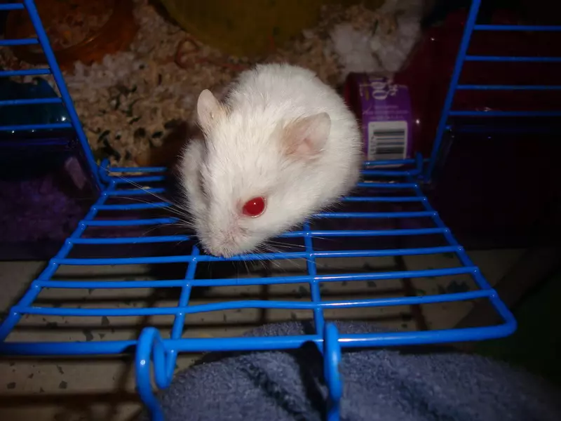 White Hamster (25 ata): foliga o albinos hamsters ma mumu mata. O a ni ituaiga o fluffy paʻepaʻe hamsters? 11720_21