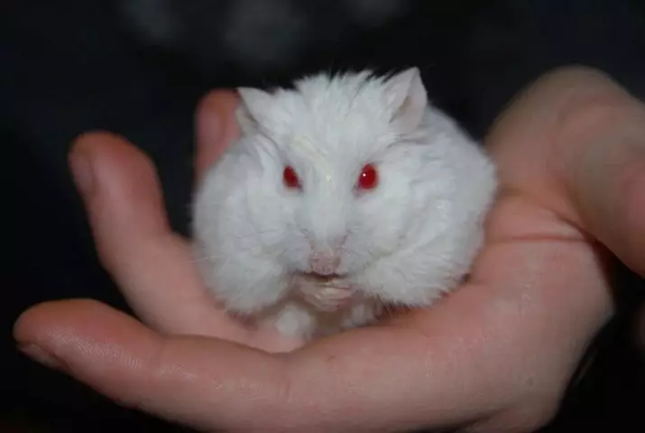 Ak hamster (25 surat): Albinollaryň gyzyl gözli albinollaryň aýratynlyklary. Ak hamsterleriň tohumy näme? 11720_25