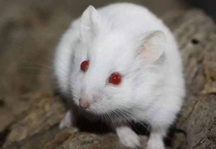 Putih Hamster (25 foto): Fitur dari albino hamster dengan mata merah. Apa keturunan hamster berbulu putih? 11720_3