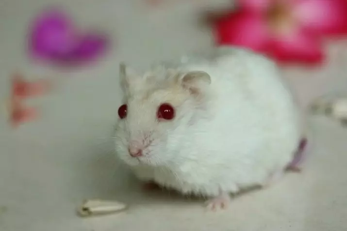 White Hamster (25 сүрөт): Альбинос штатындагы кызыл көзү бар. Whitfy White Hamster тукумдары кандай? 11720_4