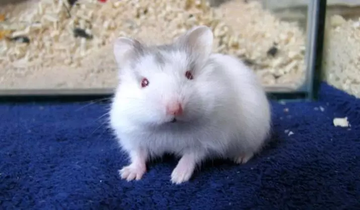 White Hamster (25 сүрөт): Альбинос штатындагы кызыл көзү бар. Whitfy White Hamster тукумдары кандай? 11720_5