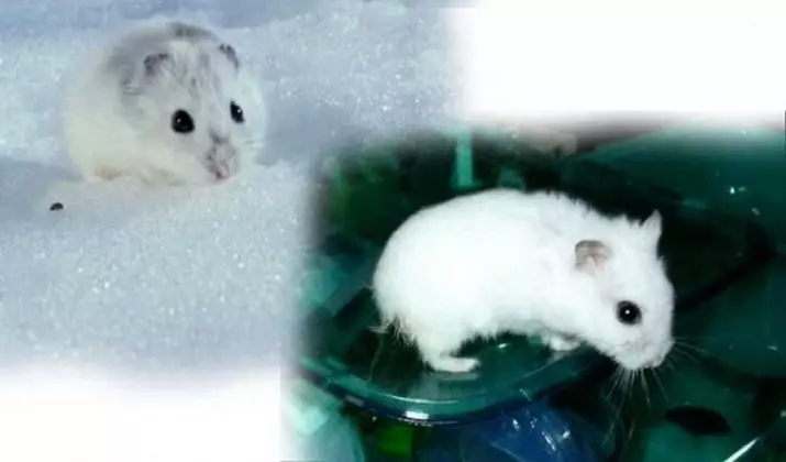 Hamster i bardhë (25 foto): Karakteristikat e Hamsters Albinos me sy të kuq. Cilat janë racat e hamsters me gëzof të bardhë? 11720_6