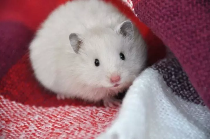Hamster i bardhë (25 foto): Karakteristikat e Hamsters Albinos me sy të kuq. Cilat janë racat e hamsters me gëzof të bardhë? 11720_7