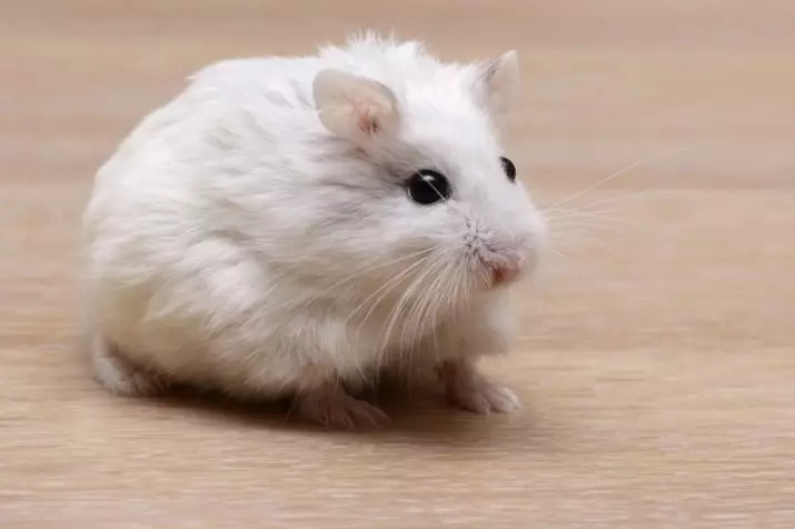 Hamster i bardhë (25 foto): Karakteristikat e Hamsters Albinos me sy të kuq. Cilat janë racat e hamsters me gëzof të bardhë? 11720_8