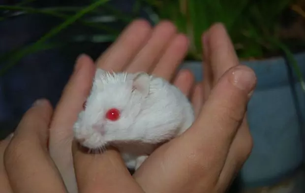 Ak hamster (25 surat): Albinollaryň gyzyl gözli albinollaryň aýratynlyklary. Ak hamsterleriň tohumy näme? 11720_9