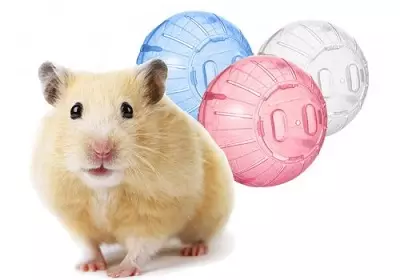 Hamsters üçün qadın (28 şəkil): Niyə qaçan bir topa ehtiyacınız var? İçində bir hamster öyrətmək üçün necə? 11725_11