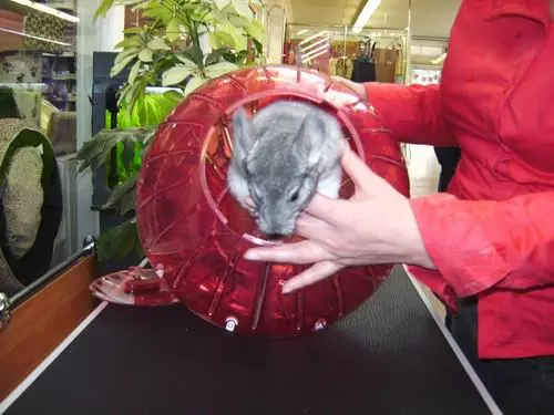 Wanita untuk hamster (28 foto): Mengapa Anda membutuhkan bola yang berlari? Bagaimana cara mengajar hamster di dalamnya untuk dijalankan? 11725_12