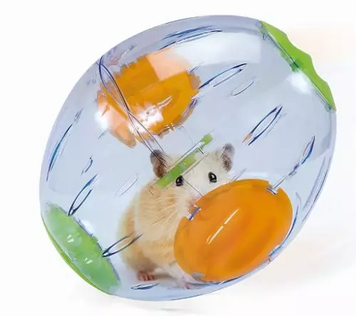 Muller para hamsters (28 fotos): Por que necesitas unha bola de carreira? Como ensinarlle a un hamster para correr? 11725_16