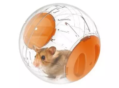 Wanita untuk hamster (28 gambar): Mengapa anda memerlukan bola berjalan? Bagaimana untuk mengajar hamster di dalamnya untuk dijalankan? 11725_18